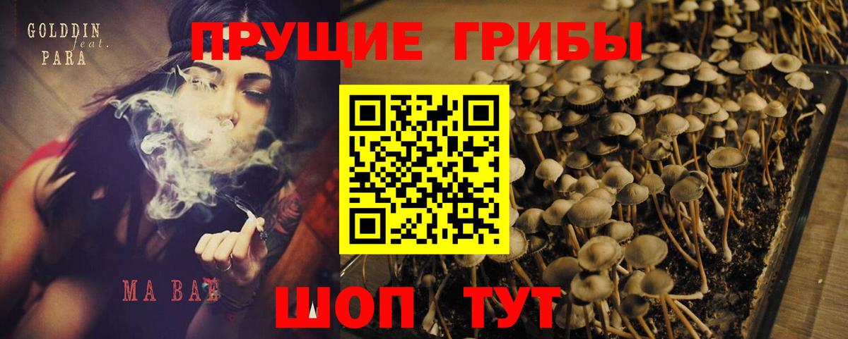 Псилоцибиновые грибы Psilocybe Лабинск